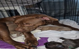 Mixed Breed dogs for sale: Red nose pittie cross cane corso cross blue staffy - Image 10