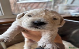 Golden Retriever dogs for sale: Kc reg golden retriever pups - Image 12