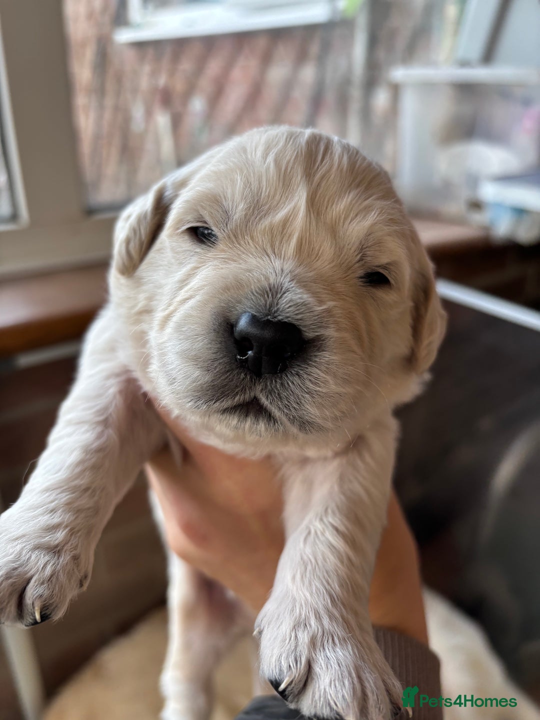 Golden Retriever dogs for sale: Kc reg golden retriever pups - Image 12
