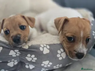 Jack Russell dogs Puppies for sale - Advert 1