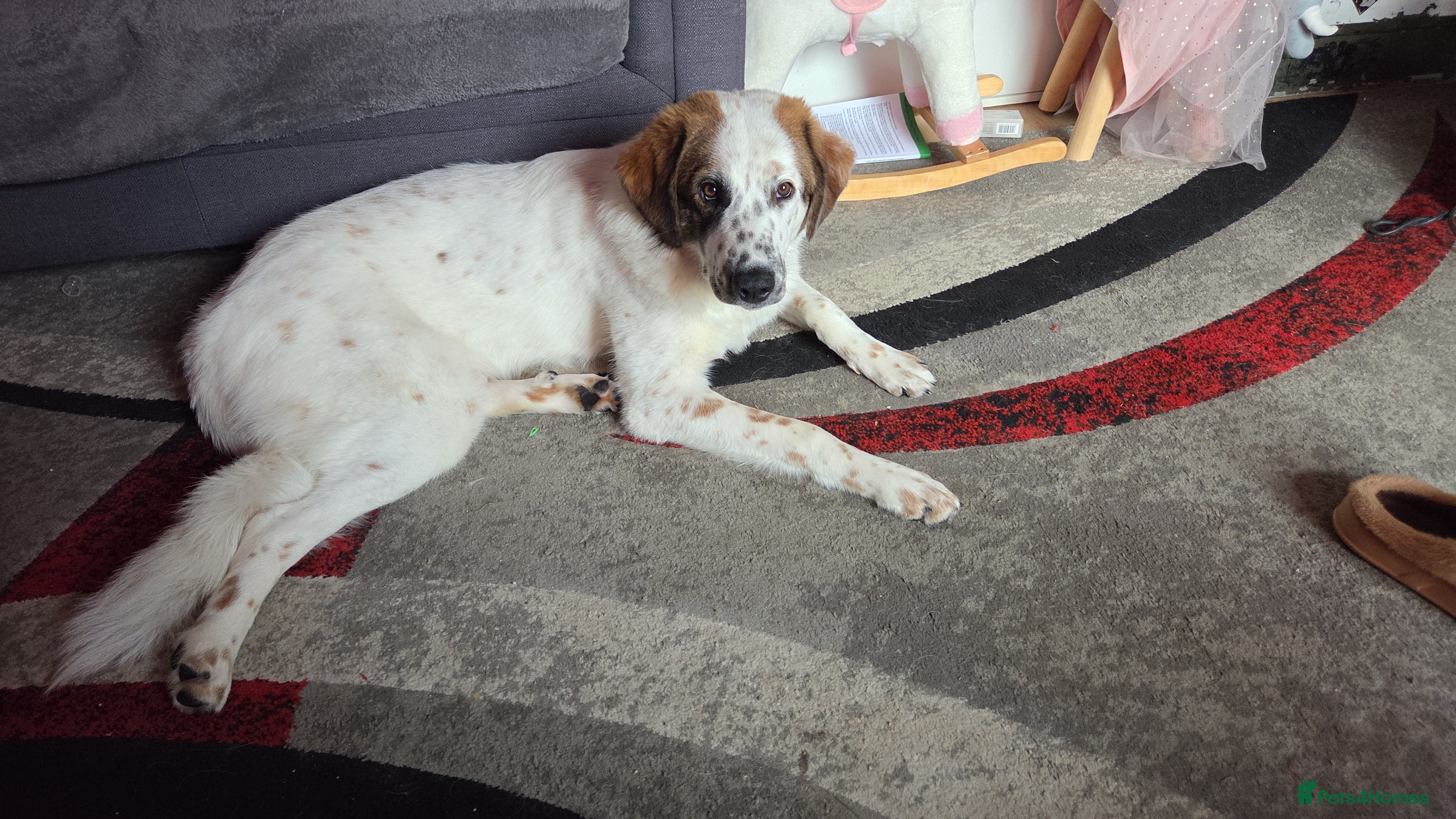 German Shepherd dogs Greek sherpard - Advert 18