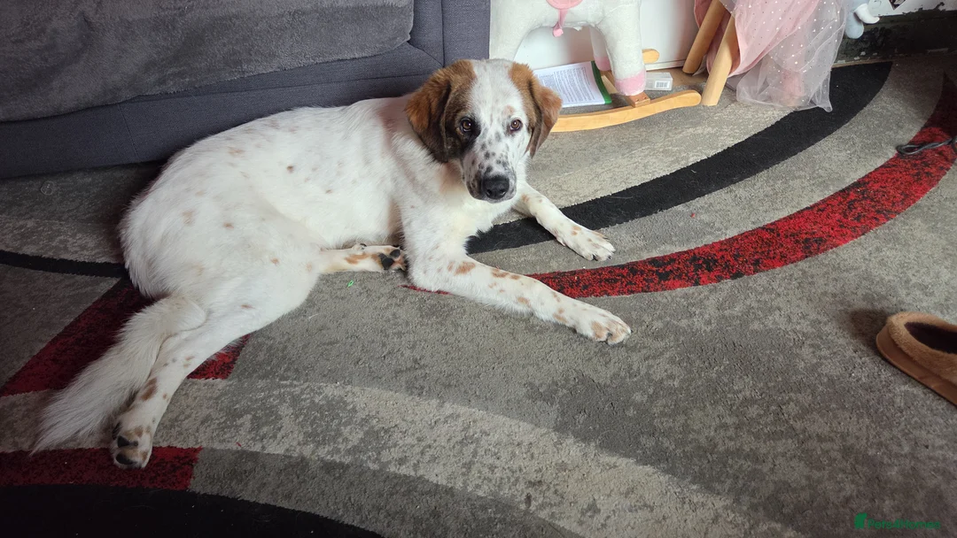 German Shepherd dogs for sale: Greek sherpard in Portsmouth - Advert 1