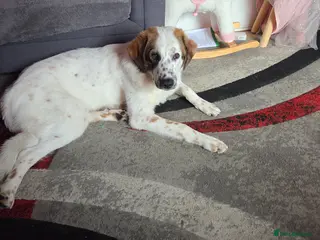 German Shepherd dogs Greek sherpard - Advert 18