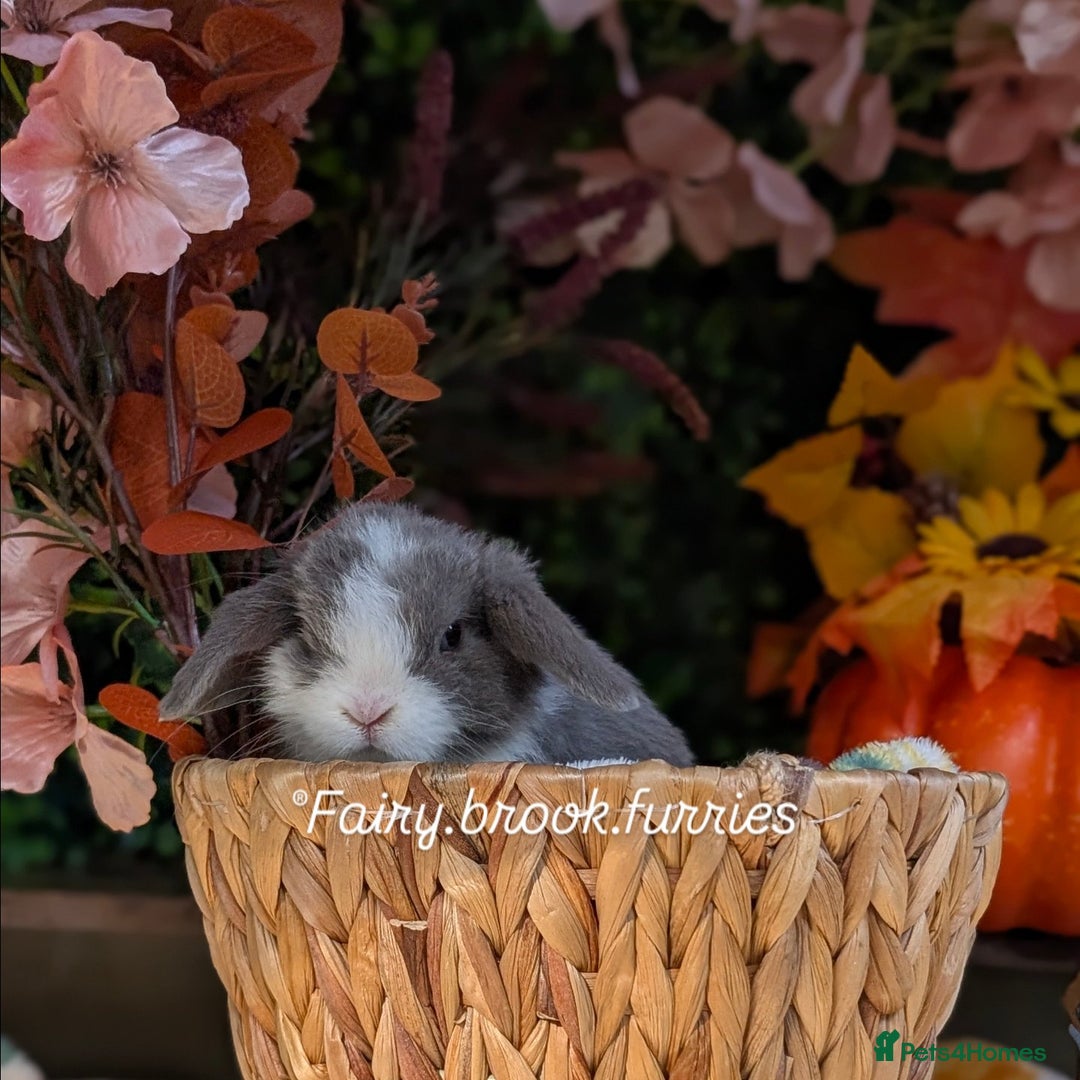 Mini Lop rabbits for sale: Mini lops  - Image 9