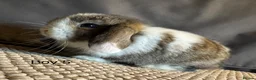 Mini Lop rabbits for sale: Stunning Mini Lops, Ready to reserve🐰 - Advert 8
