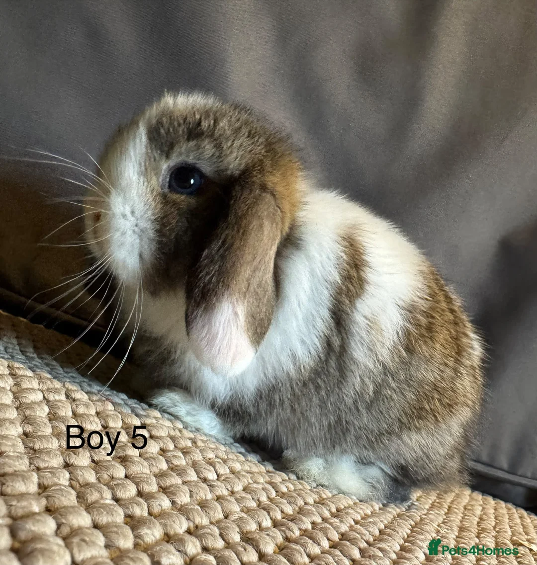 Mini Lop rabbits for sale: Stunning Mini Lops, Ready to reserve🐰 - Advert 8