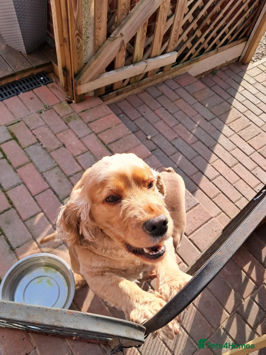 Cocker Spaniel dogs for adoption: Cocker spaniel (show type) - Advert 2