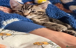 Domestic Shorthair cats for sale: Tabby x domestic short hair  - Image 8