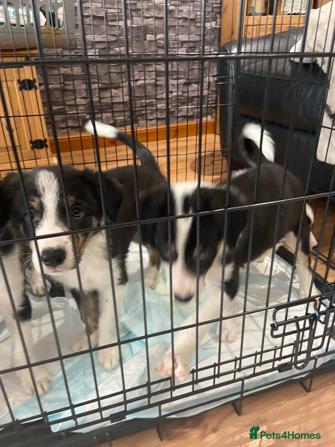 Border Collie dogs for sale: Border collies Dundee  - Image 33