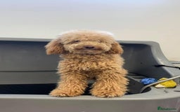 Toy Poodle dogs for stud: KC registered. GENETIC & HEALTH TESTED. in Wigan - Image 13