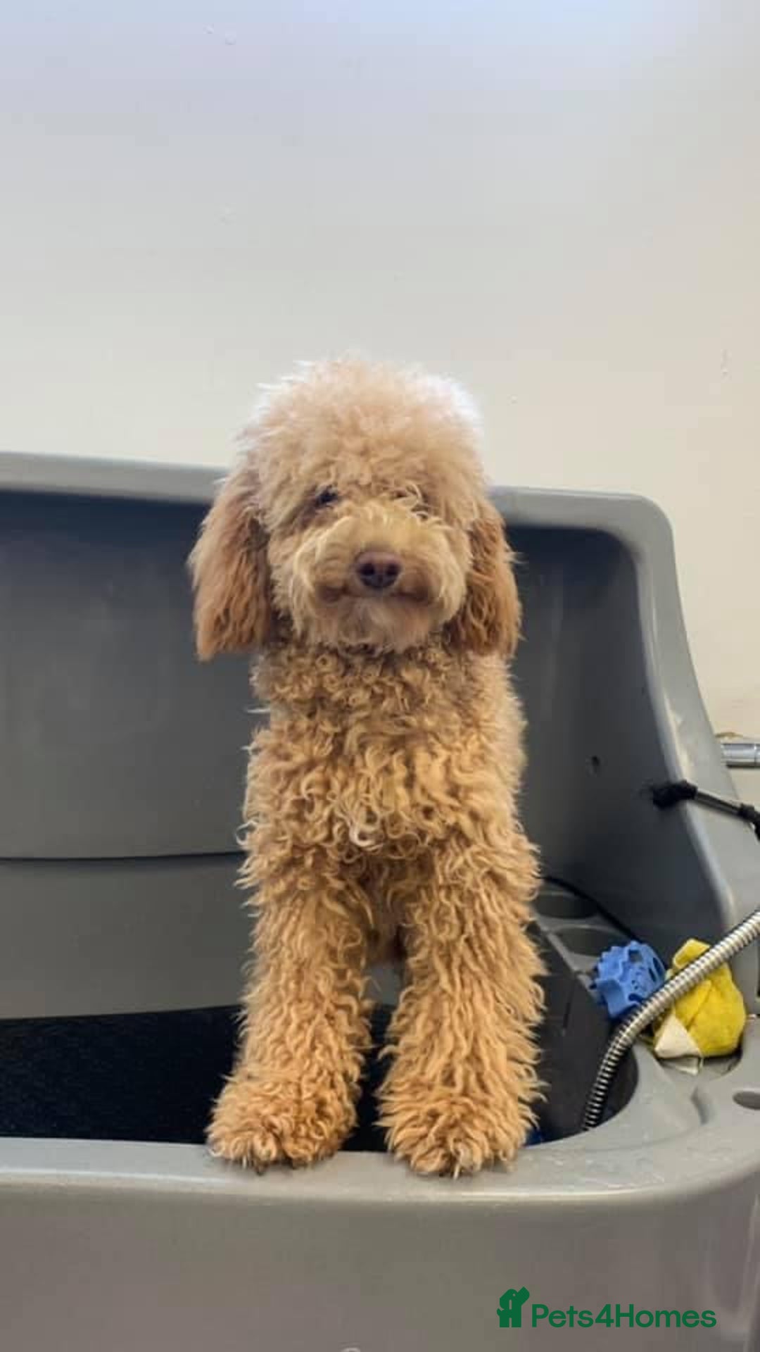 Toy Poodle dogs for stud: KC registered. GENETIC & HEALTH TESTED. in Wigan - Image 13