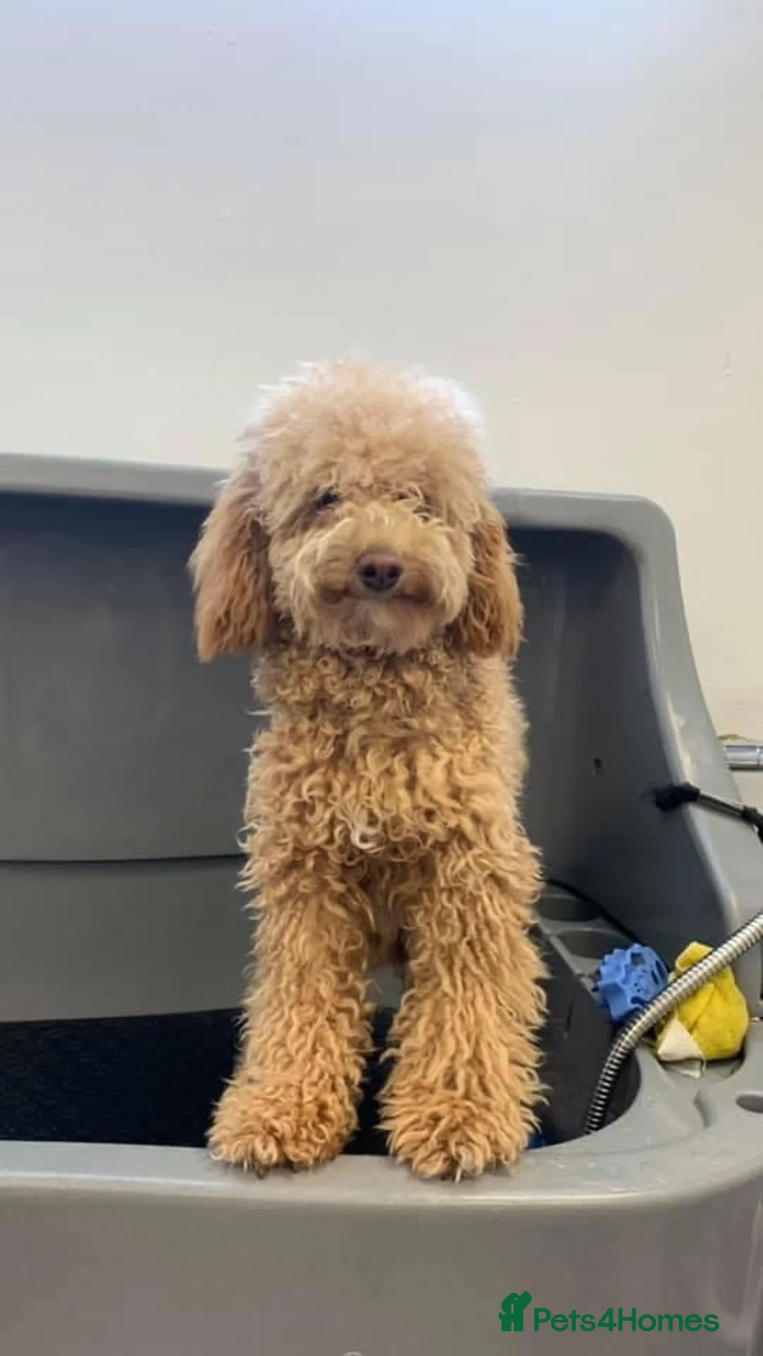 Toy Poodle dogs for stud: KC registered. GENETIC & HEALTH TESTED. in Wigan - Advert 13