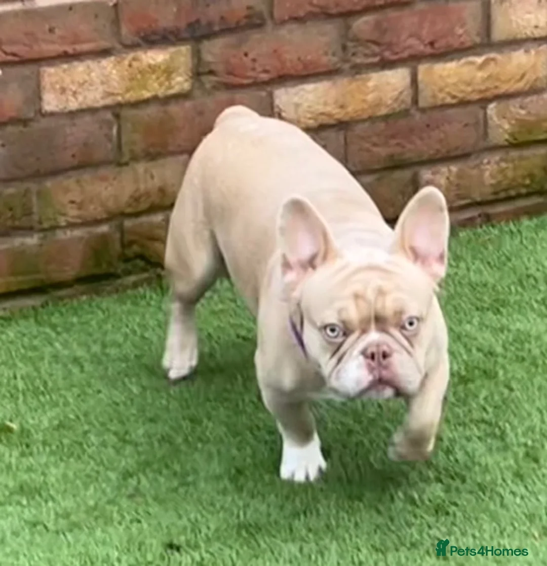 French Bulldog dogs for stud: ISABELLA NEW SHADE MAKER SILVER HEALTH TESTED + in Stoke-on-Trent - Advert 2