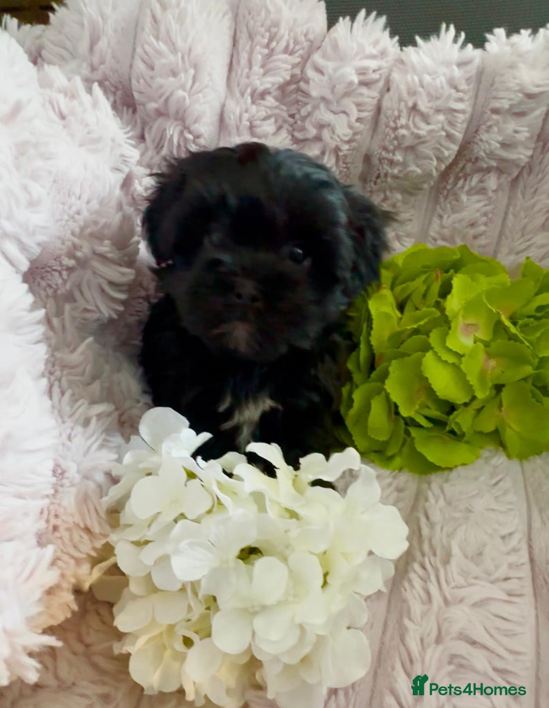Shih Tzu dogs for sale: Rare imperial black Shih Tzu - Advert 6
