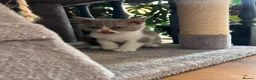 Selkirk Rex cats for sale: Gorgeous Selkirk rex kittens 😻 - Advert 19