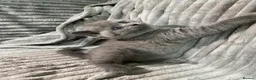 British Shorthair cats for sale: Four adorable British shorthair kittens  in London - Advert 27