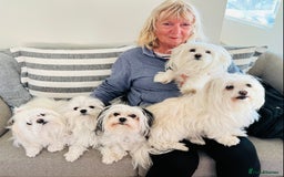 Maltese dogs for sale: maltese pup needs love  - Image 3