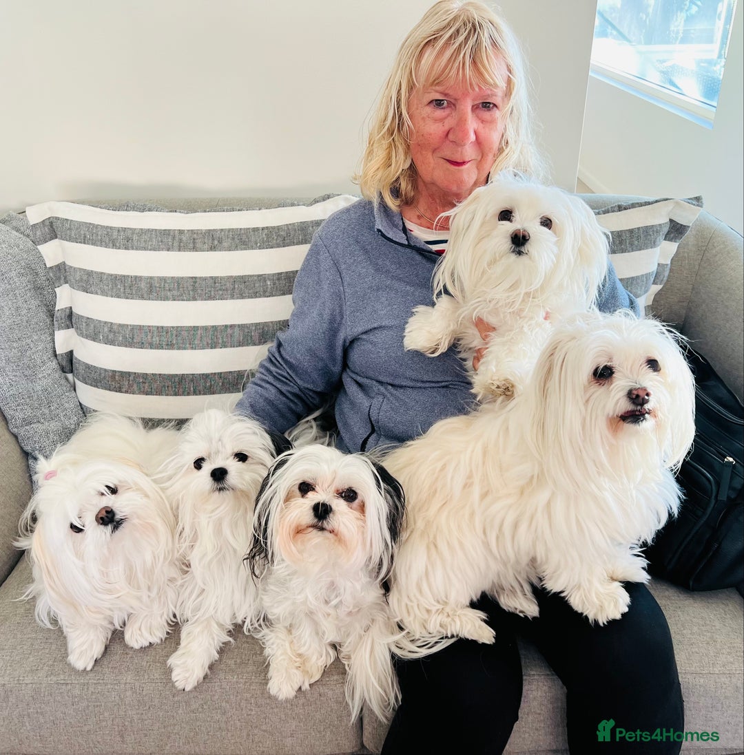 Maltese dogs for sale: maltese pup needs love  - Image 3