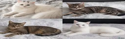 Siberian cats for sale: 4 kittens for sale - Advert 26