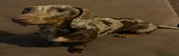 Miniature Dachshund dogs for sale: Miniature dapple dachshund female 12 months old  in Windermere - Advert 5