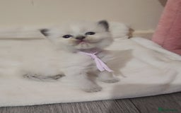 Ragdoll cats for sale: *READY TO LEAVE Beautiful Ragdoll kittens for sale - Image 11