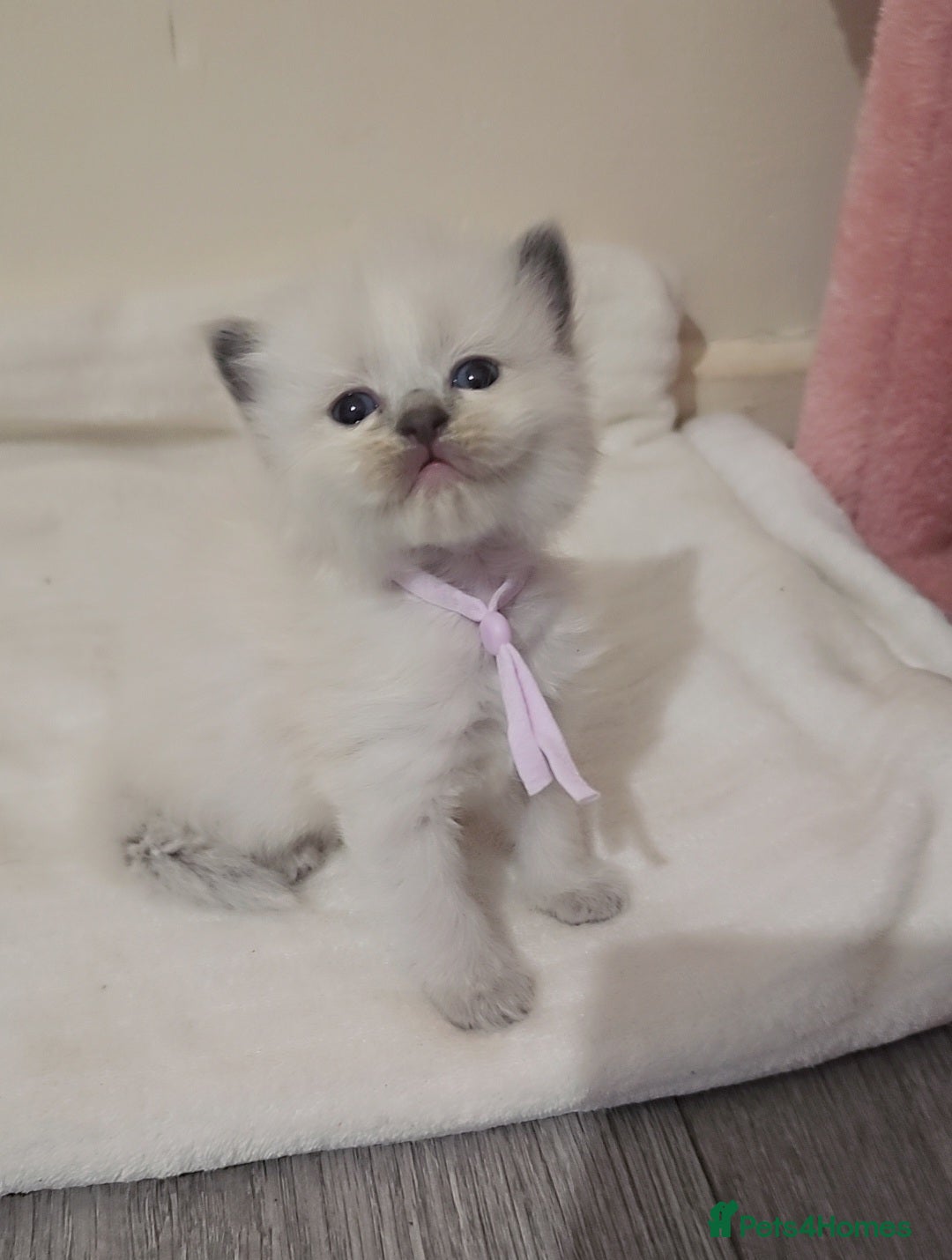 Ragdoll cats for sale: *READY TO LEAVE Beautiful Ragdoll kittens for sale - Image 11