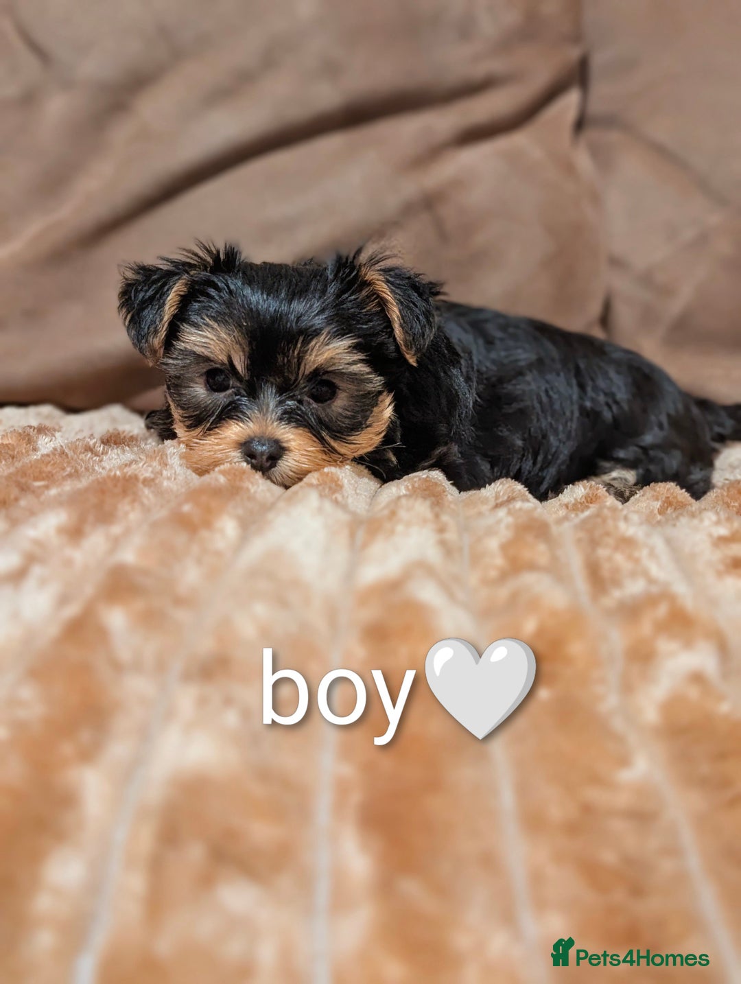 Yorkshire Terrier dogs for sale: Adorable Yorkshire terrier puppy available  - Advert 33