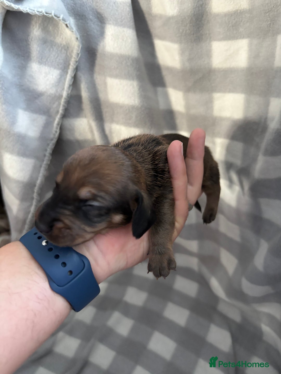 Dachshund dogs for sale: Dapple Dachshund Puppies (5 Girls, 1 Boy) - Image 11