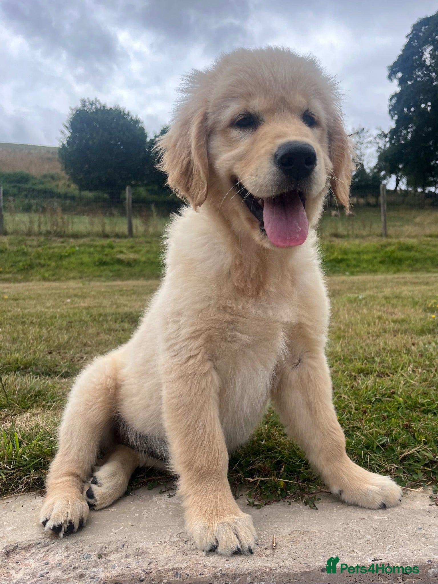 Golden Retriever dogs Beautiful KC Golden Retriever Puppies - Advert 1