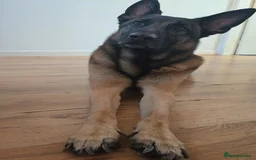 Belgian Shepherd Dog dogs for sale: Mr joe - Image 4