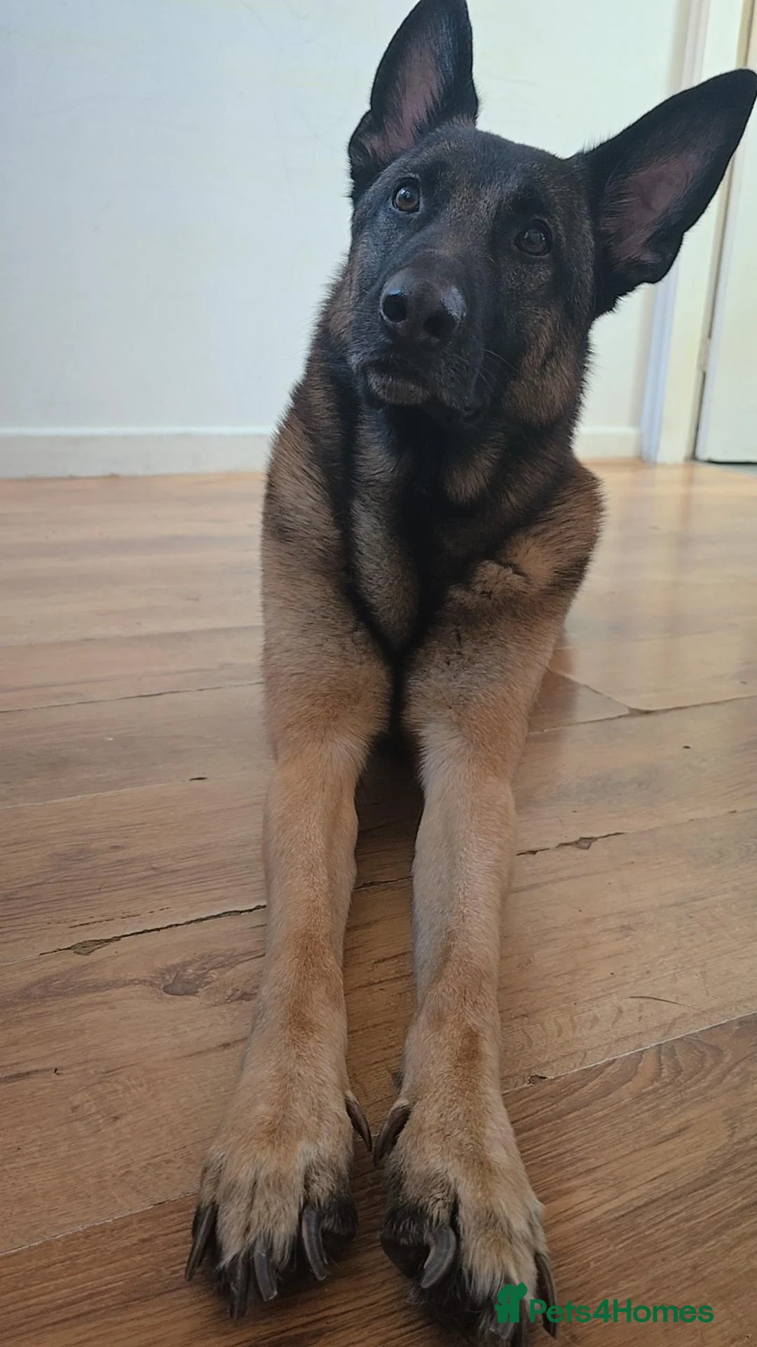 Belgian Shepherd Dog dogs for sale: Mr joe - Image 4