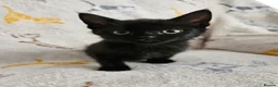 Mixed Breed cats for sale: Lovely kittens for 5* homes in Stafford - Advert 11