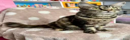 Mixed Breed cats for sale: Kittens - Advert 2