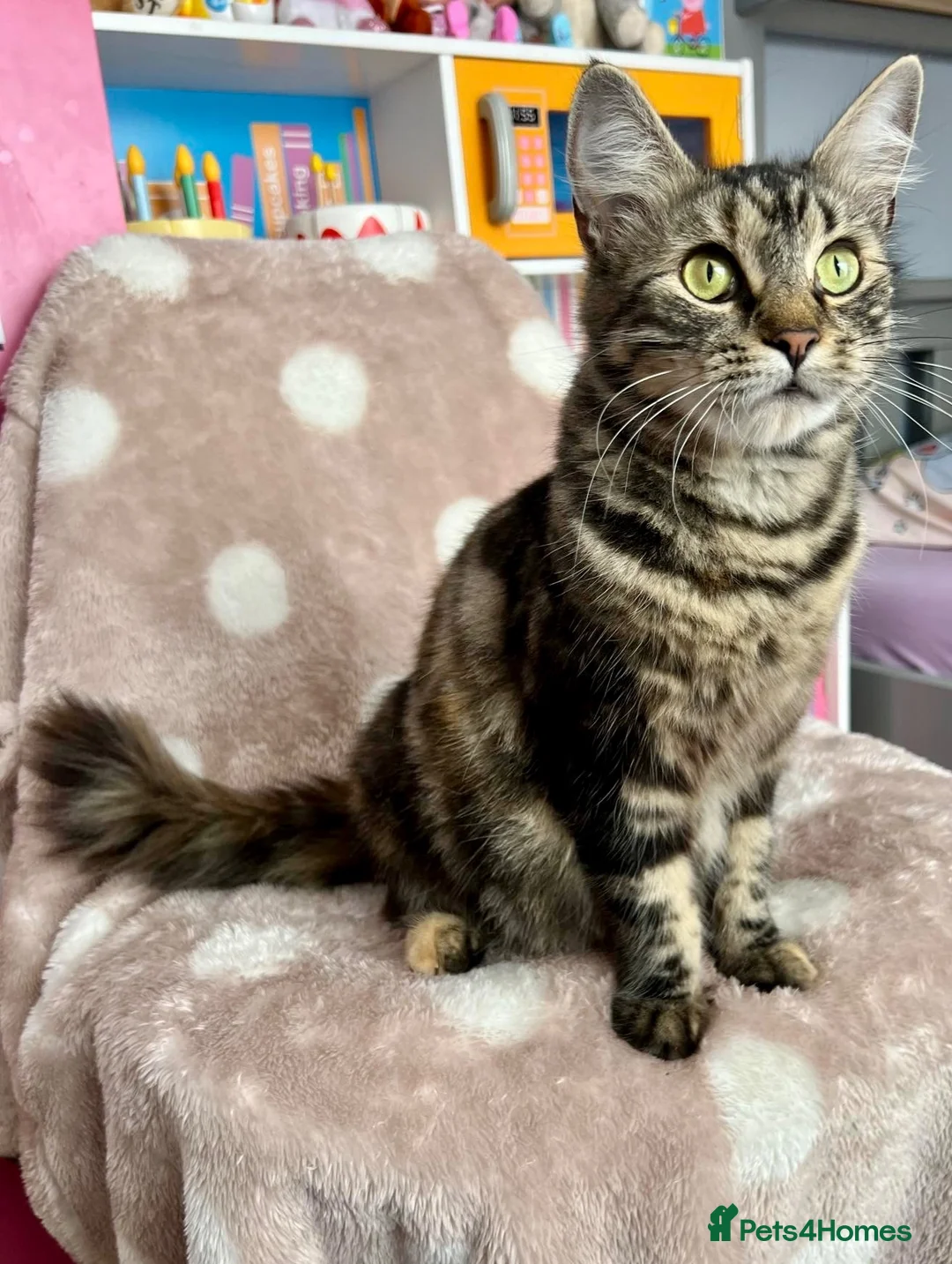 Mixed Breed cats for sale: Kittens - Advert 2