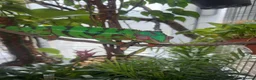Chameleon reptiles for sale: Pair YBBB Ambilobe Panther Chameleons for sale in Oxford - Advert 5