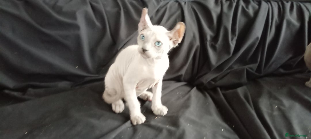 Sphynx cats for sale: 2 MONTHS OLD BLUE EYES SPHYNX PETERBALD - Image 2