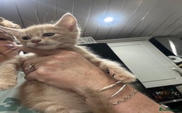 Mixed Breed cats for sale: Mainecoon x kittens  - Image 12