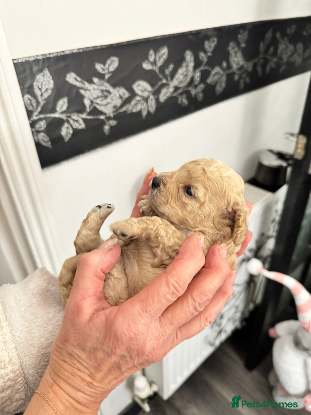 Cockapoo dogs for sale: Tiny cockerpoo pups - Advert 31