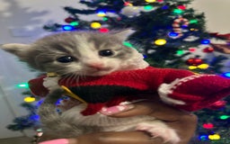 Mixed Breed cats for sale: Mixed breed kittens - Advert 8