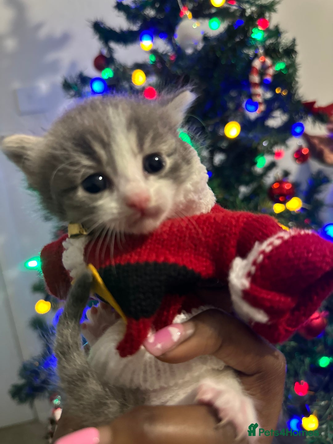 Mixed Breed cats for sale: Mixed breed kittens - Advert 8