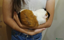 Guinea Pig rodents for sale: Male Guinea pig free to good home  - Image 4