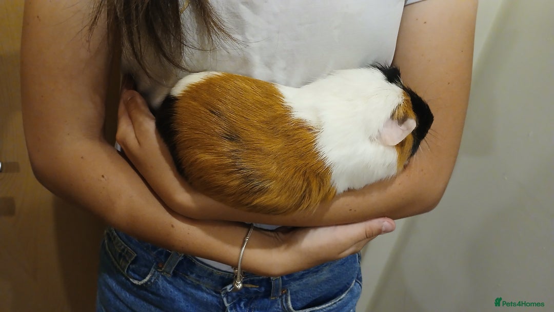 Guinea Pig rodents for sale: Male Guinea pig free to good home  - Image 4