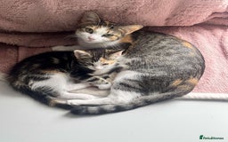 Domestic Shorthair cats for sale: URGENT SALE - Image 4