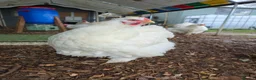 Chickens poultry for sale: 7 x LF white cochin chicks - Advert 4