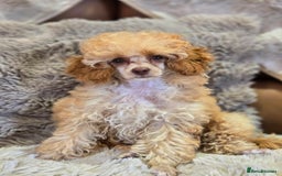 Toy Poodle dogs for sale: KC Reg stunning tiny Choc Apricot Girl Toy Poodle - Image 2