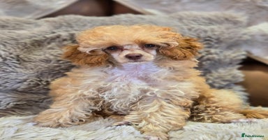 Toy Poodle dogs - Advert 1