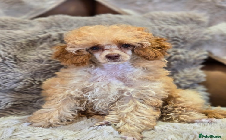 Toy Poodle dogs - Advert 11