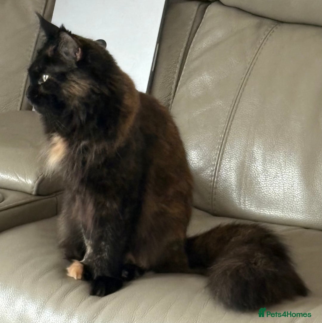 Maine Coon cats for sale: Female Maine com - Image 3