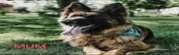German Shepherd dogs for sale: KC German Shepherd puppies  - Advert 26