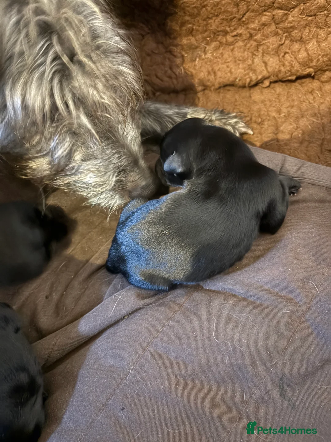 Mixed Breed dogs for sale: Whippet x Bedlington x Huntaway - Advert 5